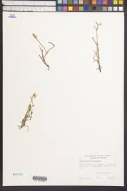 Image result for Heteranthera callifolia