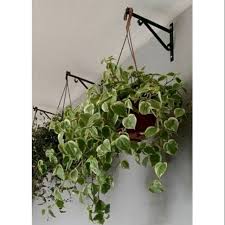 Ada beberapa pilihan jenis tanaman untuk foof garden sebagai penghias hunian yang dapat dipilih untuk memaksimalkan penghijauan. Jual Tanaman Hias Pot Gantung Teplan Jakarta Barat Omniora Tokopedia