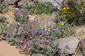 Desert Wildflower Reports For Phoenix And Northern Arizona Area Desertusa