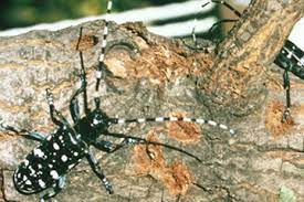 2), has the potential of becoming a serious pest of ornamental trees found in urban landscapes. Usda Aphis Asian Longhorned Beetle