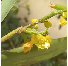 Image result for Polystachya villosa