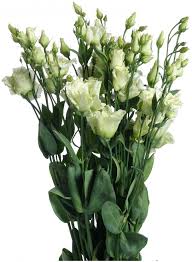 Image result for eustoma maurine