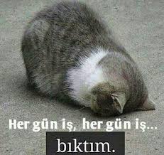 Unzile Aydin Adli Kullanicinin Komik Resimler Panosundaki Pin Komik Kedi Resimleri Komik Hayvan Fotograflari Sevimli Kedi Yavrulari