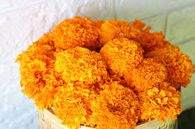 Marigold flowers do not need cultivation but the soil should. Buy Fresh Orange Marigold Wholesale Bloomybliss Online Flower Shop