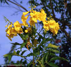 Eating a texas ranger plant. Texas Native Plants Database Texas Native Plants Native Plants Plants