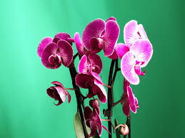 Se durante il travaso sono presenti radici morte o marce, è bene reciderle prima di sistemare la pianta. Come Prendersi Cura Di Un Orchidea Phalaenopsis Heroplants