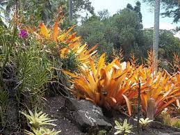 Foster Botanical Gardern