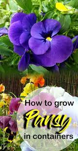 Growing Pansy Flower How To Grow Pansy Growing Pansies In Containers Pansies Flowers Container Flowers Flower Care