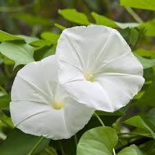 Image result for Ipomoea wightii