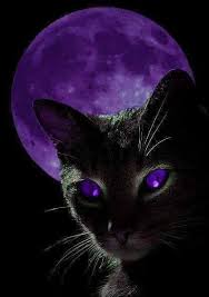 Beautiful Black Cat With Purple Eyes Random Musings Black Cat Art Cat Artwork Cat Art