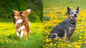 Australian Shepherd Vs Australian Cattle Dog Differences