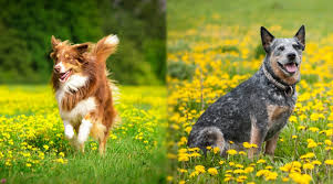 australian shepherd vs australian cattle dog differences