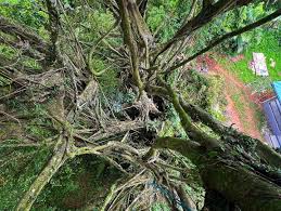 Image result for Ficus obliqua