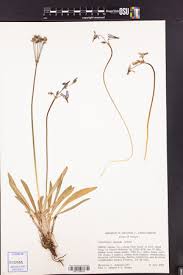 Image result for Swertia tetrandra