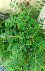 Image result for Phyllanthus nyikae