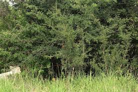 Image result for Ormocarpum trichocarpum