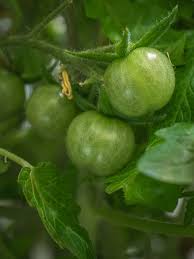 The orange hats also seem more similar to the aerogarden cherry tomatoes. Garden Food Craft Ideas For Real Life
