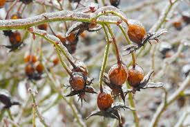 We did not find results for: Winter Gardening Tips For Creating A Gorgeous Winter Garden Garden Design