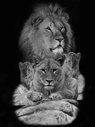 Back Tattoo Lion Head Tattoos Lion Tattoo Lion Tattoo Sleeves