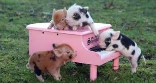 Autostraddle You Re Not Wasting Time Looking At Baby Animals Helps Productivity Cute Baby Pigs Cute Animals Cute Piglets