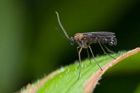 Midges are found all over the world, typically in coastal areas, swamps, and marshy regions. Biting Midges La West Vector