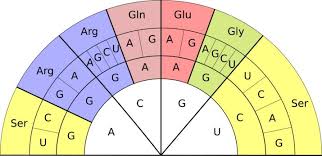 Image result for Enteropogon prieurii