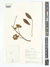 Image result for Lepidotrichilia