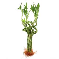 We did not find results for: Amazon Com 10 Stalks Of 8 Inches Spiral Lucky Bamboo Garden Outdoor