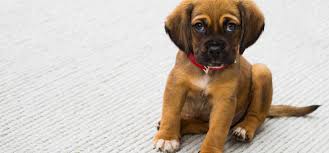 Send within australia arrow to indicate more links. What Is The Best Pet Friendly Flooring Service Com Au
