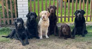 Image result for labrador retrívr
