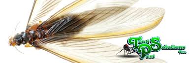 Is the ultimate resource for termite pest control. Do It Yourself Termite Control Total Pest Solutions