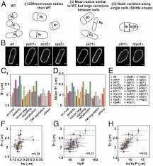 Check spelling or type a new query. Systematic Mapping Of Cell Wall Mechanics In The Regulation Of Cell Morphogenesis Pnas