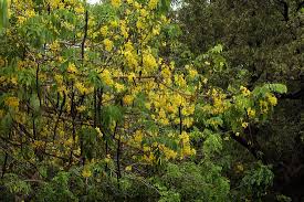 Image result for Cassia sieberiana
