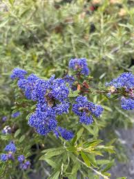 Image result for Ceanothus