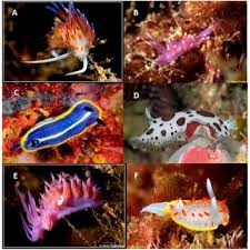 Image result for Vernonia pteropoda