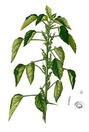 Image result for Acalypha fruticosa