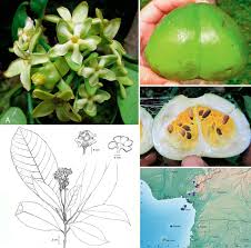 Image result for Voacanga