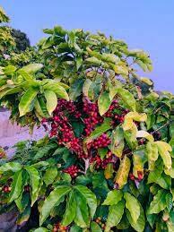 B heart ranch boutique ~ rustic goods and supplies. California Coffee Farm Valley Heart Ranch Is Listed For 14 9 Milliondaily Coffee News By Roast Magazine