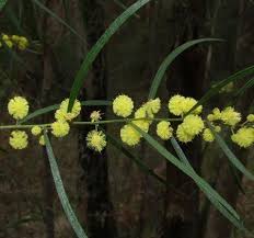 Image result for Acacia lasiopetala