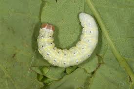 Image result for Polyploca ridens