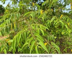 Image result for Trema orientale