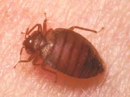If you are still noticing spiders, crickets, ants, or even repellents are an effective way to keep these pests from damaging your landscape and running rampant. Arizona Do It Yourself Pest Control Products At Qspray Com