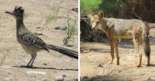 A film about anthony bourdain: Beep Beep Real Life Wile E Coyote Caught On Video Chasing Roadrunner