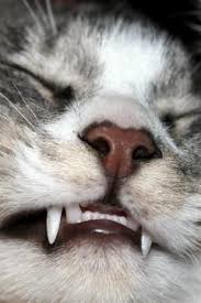 A kitten's weight may double or even triple during the first very small kittens have very small teeth and can't chew dry food well. Retained Baby Teeth Can Cause Big Problems