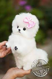 handmade toy puppy spitz mimi teddy dog little spitz pomeranian stuffed dog collectible artist toy portrait pet animal by photo teddy dog cute baby animals cute fluffy dogs