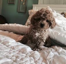 But keep in mind that some may … F1bb Toy Goldendoodle Puppies For Sale In Tampa Florida Classified Americanlisted Com