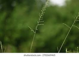 Image result for Sporobolus pyramidalis