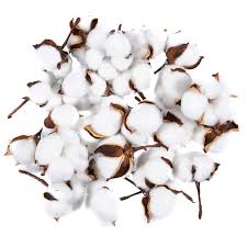 Mini straw bales decorative mini hay bales are a great way to decorate for weddings, celebrations. Buy Juvale Cotton Bolls 24 Pack Natural Color Dried Cotton Balls Perfect For Wreaths And Decorations 2 7 X 2 4 X 4 Inches Online At Low Prices In India Amazon In