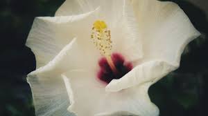 Wie geht man beim beschneiden richtig vor? Hibiskus Schneiden So Geht S
