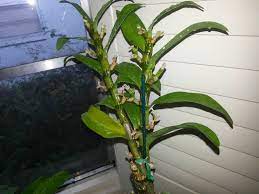 Dendrobium Orchid Flowering Cycle Best Flower Wallpaper